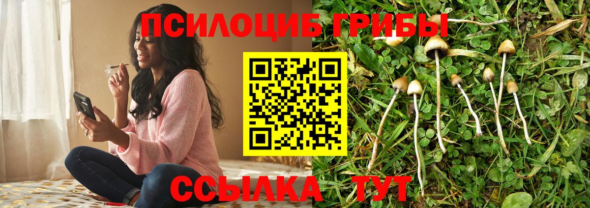 Псилоцибиновые грибы мицелий Энгельс